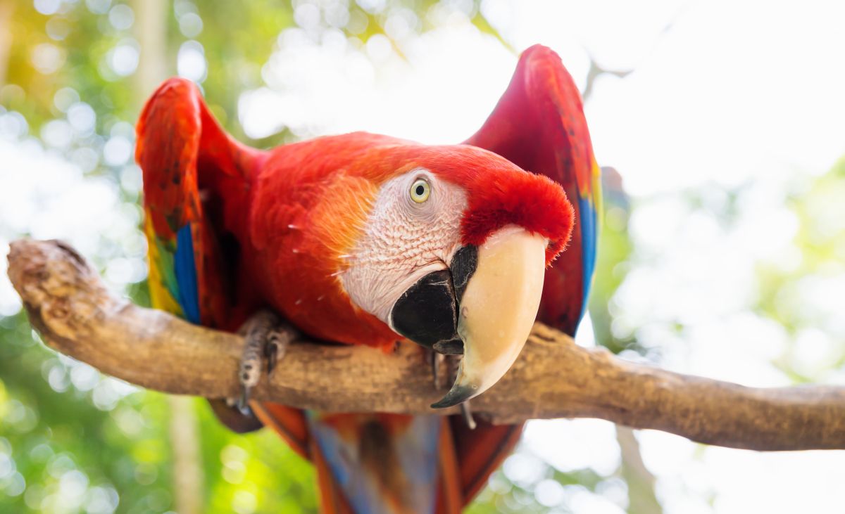 Honduras by Ioskieboom bigstockphoto