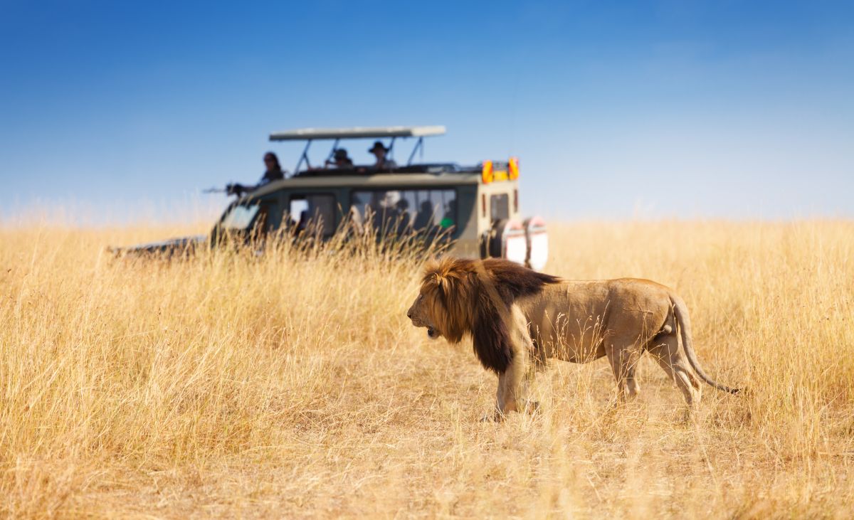 afrika safari by sergey novikov dreamstime
